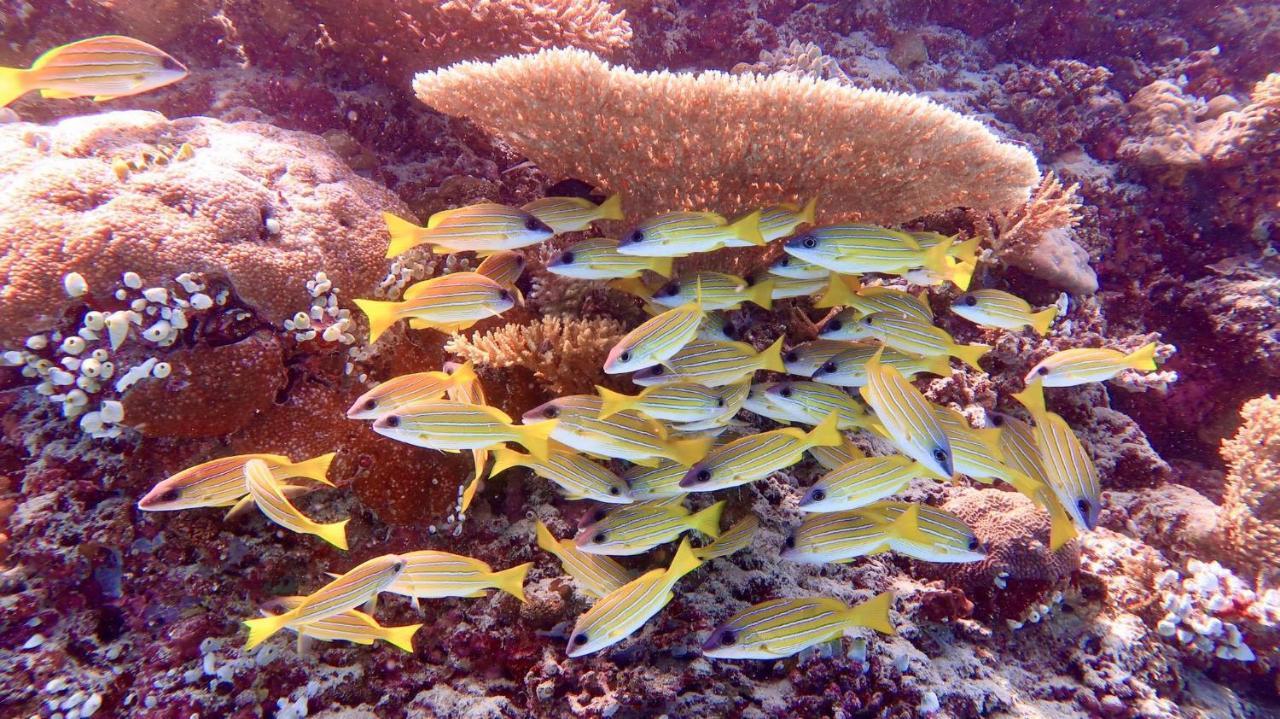 Keyodhoo  Wow Inn Keyodhoo מראה חיצוני תמונה
