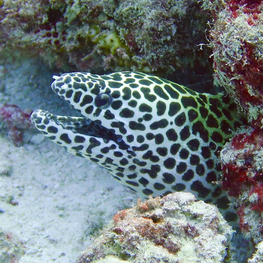 Keyodhoo  Wow Inn Keyodhoo מראה חיצוני תמונה